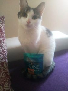 muestras gratis para gatos