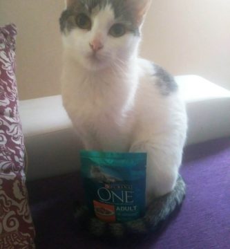 muestras gratis para gatos