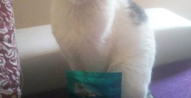 muestras gratis para gatos