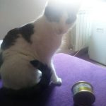 muestra gratis para mascotas gatos Gourmet de Purina
