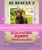 EUKANUBA busca a 3 cachorros para convertirse en embajadores puppy