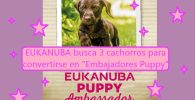 EUKANUBA busca a 3 cachorros para convertirse en embajadores puppy